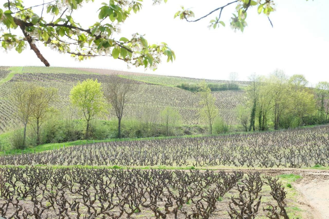 La Maison Des Vignes Charentay エクステリア 写真